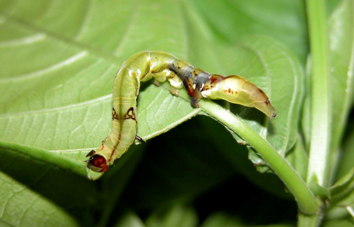  Larva en posición lateral de <i>Macrodes columbalis</i></i> (Erebidae), PU estadio. Sector Del Oro, Camino Mangos. Voucher 03-SRNP-16376-DHJ401025.jpg.