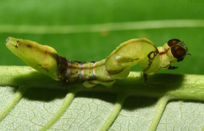  Larva en posición lateral de <i>Macrodes cynara</i></i> (Erebidae), PU estadio. Sector Pitilla, E.Quica. Voucher 12-SRNP-72430-DHJ702031.jpg.