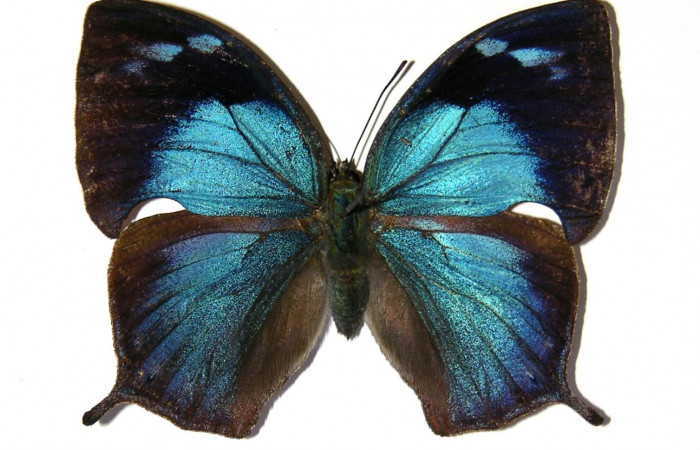 Adulto de <i>Memphis aureola</i></i> (Nymphalidae) hembra. Voucher: 02-SRNP-18562-DHJ97106.