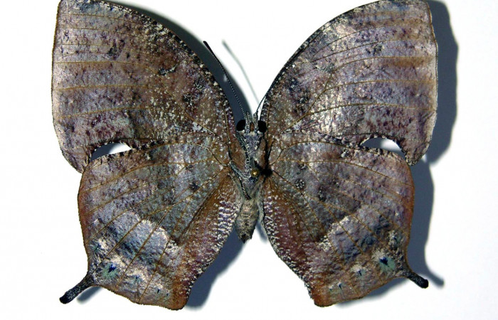 Adulto de <i>Memphis aureola</i></i> (Nymphalidae) hembra. Voucher: 02-SRNP-18562-DHJ97107.