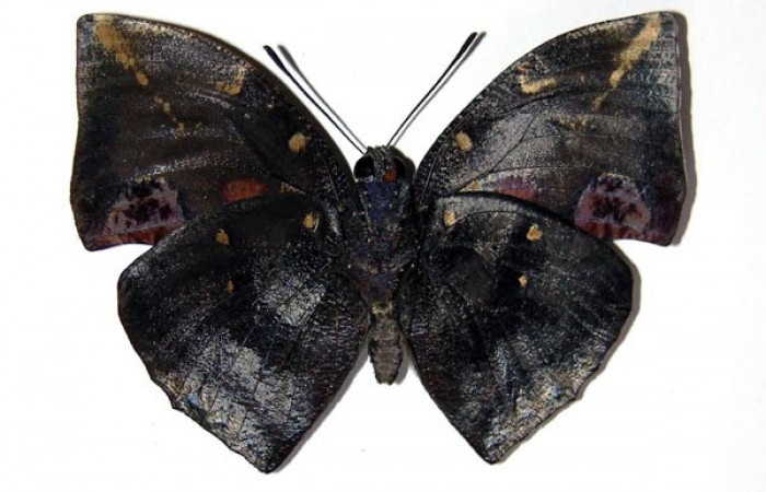 Adulto de <i>Memphis aureola</i></i> (Nymphalidae) macho. Voucher: 03-SRNP-34106-DHJ97651.