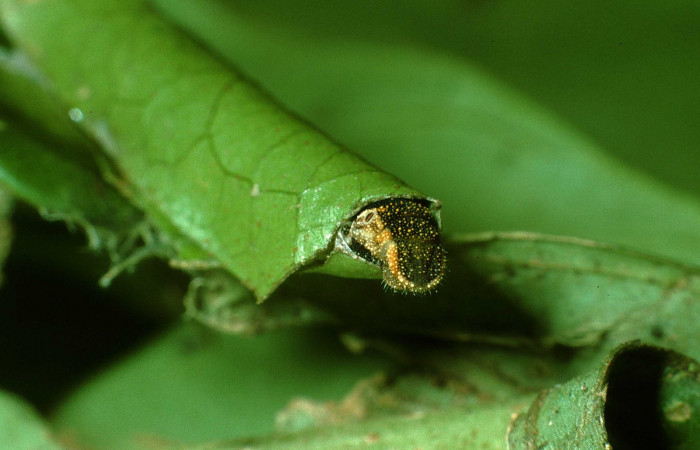 Trasero de <i>Memphis artacaena</i></i> (Nymphalidae). Voucher: 03-SRNP-34529-DHJ79841.jpg.