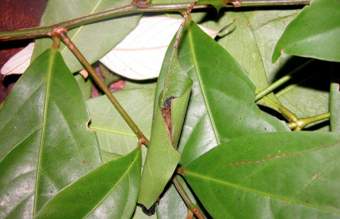 Casa hospedera terminada de <i>Memphis lyceus</i></i> (Nymphalidae). Voucher: 03-SRNP-3863-DHJ35308.jpg.