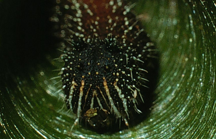 Casa hospedera se puede ver perfectamente el brillo de la seda de <i>Memphis lyceus</i></i> (Nymphalidae). Voucher: 03-SRNP-4253-DHJ73190.jpg.