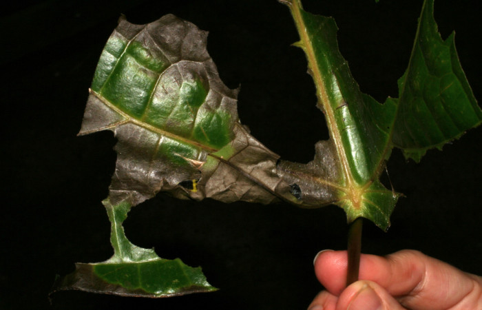 Larva de <i>Memphis aureola</i></i> (Nymphalidae) construyendo la casa para refugiarse, penúltimo estadio. Voucher: 05-SRNP-2551-DHJ402392.jpg.