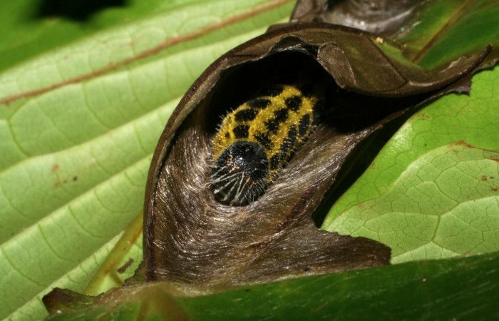 Larva de <i>Memphis aureola</i></i> (Nymphalidae). Último estadio. Voucher: 05-SRNP-2551-DHJ402396.jpg.