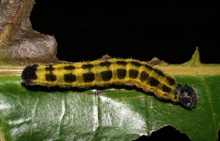 Larva de <i>Memphis aureola</i></i> (Nymphalidae). Parte lateral. Último estadio. Voucher: 05-SRNP-2551-DHJ402404.jpg.