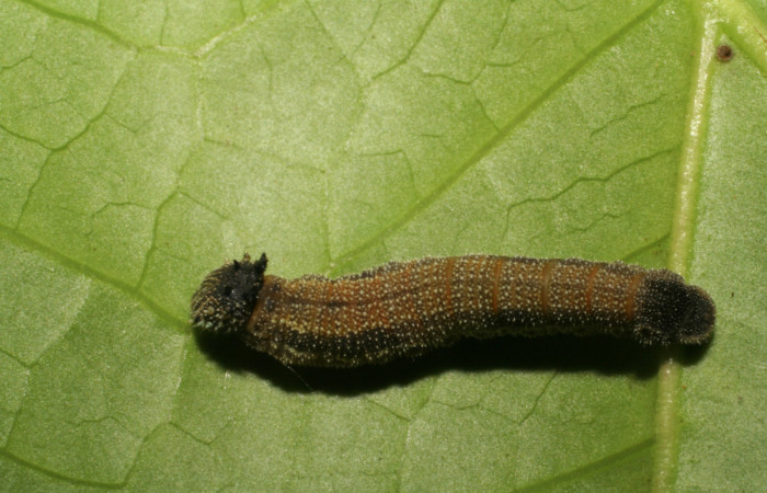 Larva de <i>Memphis aureola</i></i> (Nymphalidae) tercer estadio. Posición dorsal. Voucher: 05-SRNP-6613-DHJ403266.jpg.