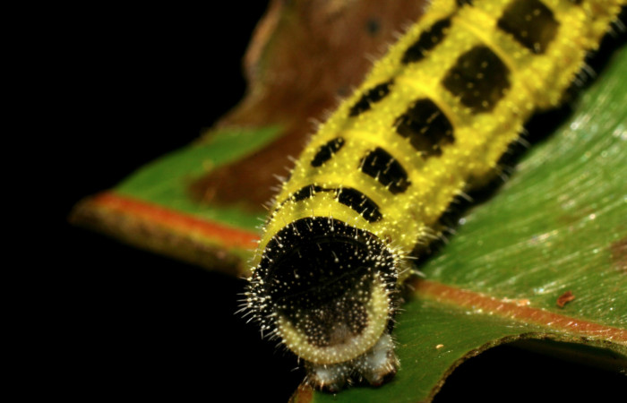 Parte trasera de <i>Memphis aureola</i></i> (Nymphalidae). Último estadio. Voucher: 06-SRNP-3561-DHJ410471.jpg.