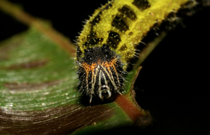 Parte frontal de <i>Memphis aureola</i></i> (Nymphalidae). Último estadio. Voucher: 06-SRNP-3561-DHJ410472.jpg.