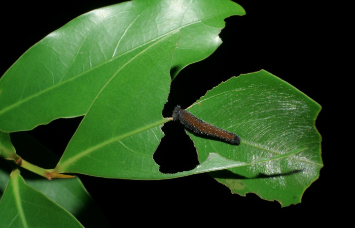 Larva de <i>Memphis lyceus</i></i> (Nymphalidae) empezando a fabricar la casa. Voucher: 08-SRNP-35477-DHJ440877.jpg.