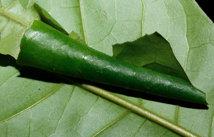 Casa hospedera, se puede ver un conito perfecto de <i>Memphis artacaena</i></i> (Nymphalidae). Voucher: 16-SRNP-27048-DHJ730727.jpg.