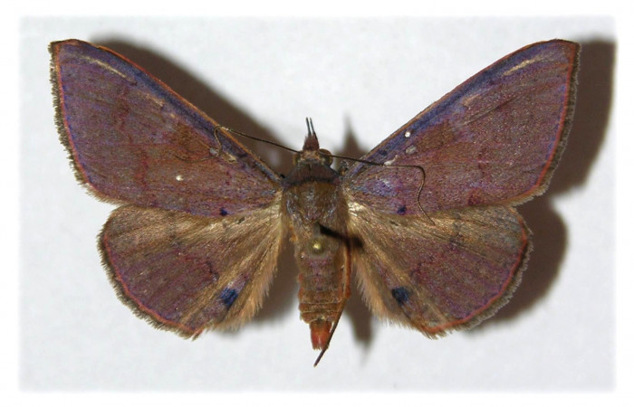 Fig. 7. Adulto <i>Azeta ceramina</i></i>, alas abiertas 33 mm, vista dorsal. Voucher 05-SRNP-13703-DHJ313002.