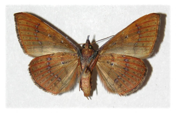 Fig. 8. Adulto<i> Azeta ceramina</i></i>, alas abiertas 33 mm, vista ventral. Voucher 05-SRNP-13703-DHJ313003.