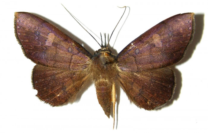 Fig.17. Adulto <i>Azeta imbuta</i></i>, Vista dorsal  miden 34 mm en alas abiertas.
 Voucher 05-SRNP-34327-DHJ328426. 