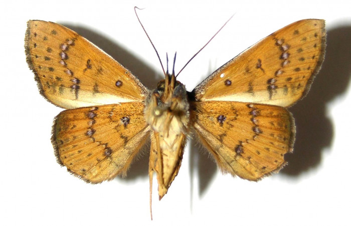 Fig.18. Adulto <i>Azeta imbuta</i></i>, Vista ventral, en alas abiertas mide 34 mm.
Voucher 05-SRNP-34327-DHJ328427