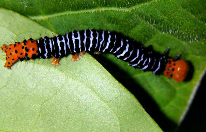 Fig. 15. Larva <i>Azeta imbuta</i></i>, se localizó en Sendero Nacho, Sector Pitilla, en último estadio, mide 30 mm largo. Voucher 05-SRNP-34331-DHJ424278.jpg.