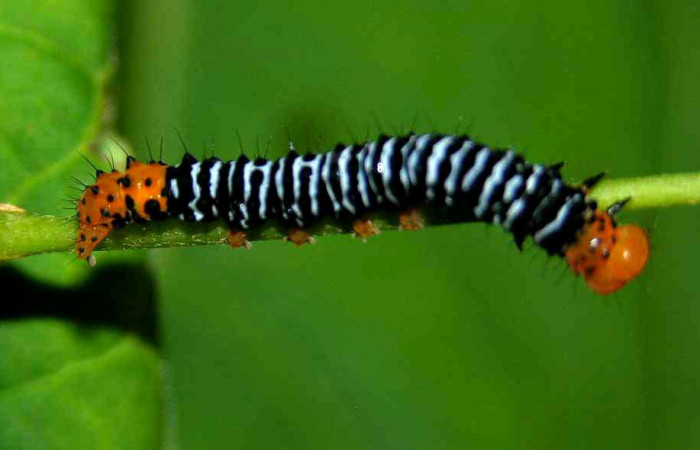 Fig. 16. Larva <i>Azeta imbuta</i></i>, Se localizó en Sendero Nacho, Sector Pitilla, en último estadio, mide 30 mm de largo. Voucher 05-SRNP-34331-DHJ424279.jpg.