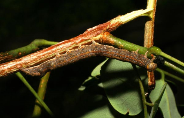 Fig. 2. Larva <i>Azeta ceramina</i></i>, en último estadio. Sendero Mora, localidad Sector la Perla. Voucher 05-SRNP-59274-DHJ408558.jpg.