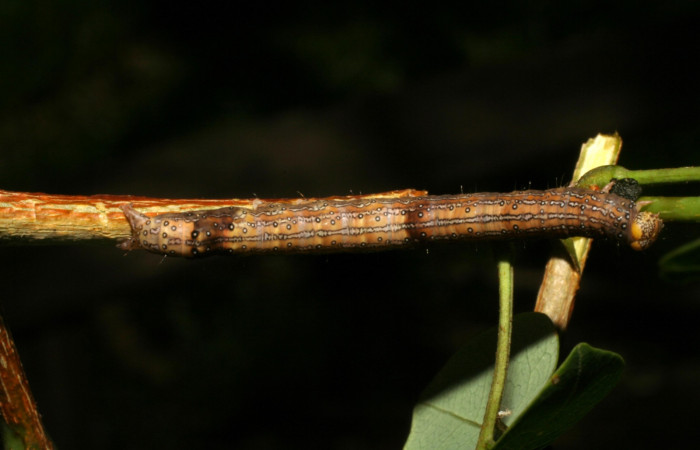 Fig. 14. Larva <i>Azeta ceramina</i></i>, en último estadio 
Sendero Mora, localidad Sector la Perla.
Voucher 05-SRNP-59274-DHJ408559.jpg.