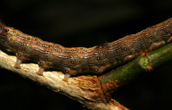 Fig. 3. Larva <i>Azeta ceramina</i></i>, vista lateral central en último estadio, localidad Sendero Mora mide 31 mm largo. Sendero Mora. Voucher 05-SRNP-59274-DHJ408561.jpg.