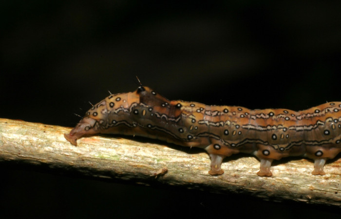 Fig. 4. Detalle cola de la larva <i>Azeta ceramina</i></i>, en último estadio. Sendero Mora. Voucher 05-SRNP-59274-DHJ408562.jpg.