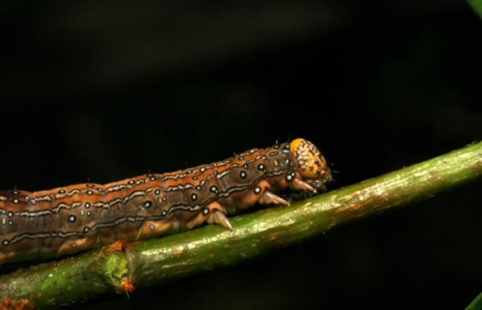 Fig. 5. Detalle cabeza de larva <i>Azeta ceramina</i></i>, en último estadio. Sendero Mora. Voucher 05-SRNP-59274-DHJ408563.jpg.
