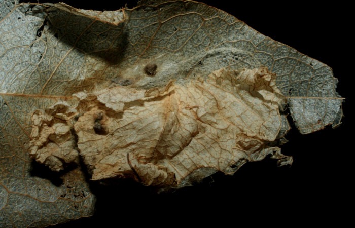 Fig. 11. Prepupa <i>Azeta ceramina</i></i>, Sendero Punta Plancha. Voucher 07-SRNP-56788-DHJ461953.jpg.