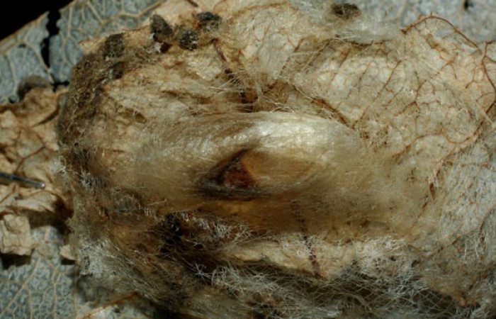 Fig. 12. Prepupa <i>Azeta ceramina</i></i>, Sendero Punta Plancha. Voucher 07-SRNP-56788-DHJ461956.jpg.