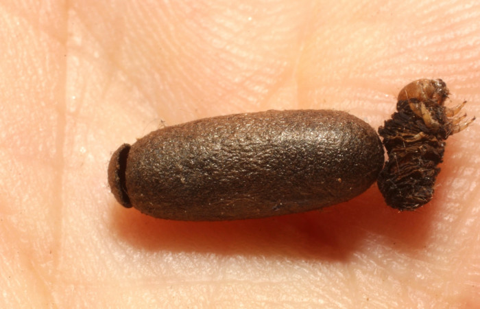 Fig.13. Capullo de parásito de la familia Ichneumonidae, especie del parásito <i>Enicospilus madrigal</i></i> en larva <i>Azeta ceramina</i></i>, Voucher 13-SRNP-14169-DHJ804508.jpg