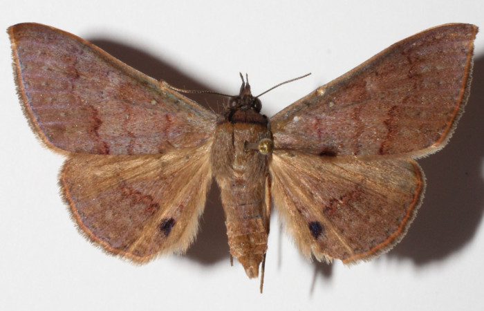 Fig.19. Adulto <i>Azeta ceramina</i></i>, Vista dorsal mide 36 mm en alas abiertas.
Voucher 14-SRNP-55864-DHJ905964.