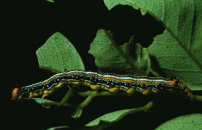 Fig. 1. Larva <i>Azeta ceramina</i></i>, lateral entero, encontrada en bosque húmedo, Sector Santa Rosa. Voucher 84-SRNP-185-DHJ7140.jpg. 