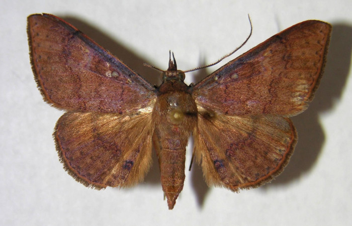 Fig. 10. Adulto <i>Azeta ceramina</i></i>, alas abiertas 33 mm, vista dorsal (hembra). Voucher- 96 SRNP-10483-DHJ365754