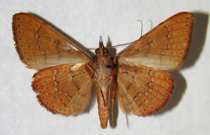 Fig. 20. Adulto  <i>Azeta ceramina</i></i>, Vista ventral (Macho) mide 34 mm en alas abiertas.
Voucher 96-SRNP-10485-DHJ365757