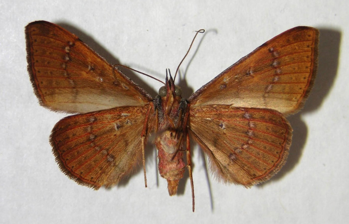 Fig. 9. Adulto <i>Azeta ceramina</i></i>, alas abiertas 33 mm, vista ventral. Voucher 96-SRNP-4697-DHJ365735.