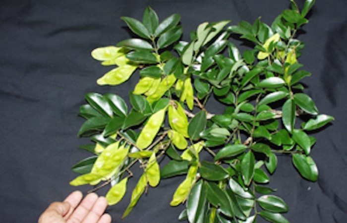 Fig. 6. Planta hospedera de larva <i>Azeta ceramina</i></i>, (Erebidae); especie <i>Leptolobium panamense</i></i>, familia (Fabaceae). Localidad Sector Santa Rosa. foto: Adrian Guadamuz, fecha. 10/21/2020