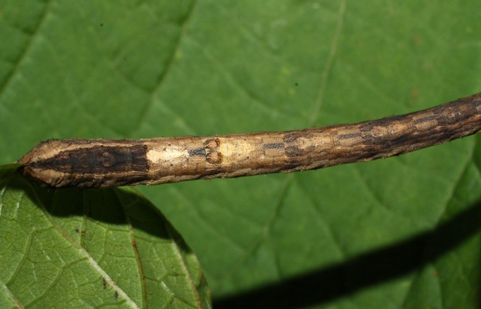 Figura 10. Parte posterior <i>Nepheloleuca illiturata</i></i> (Geometridae). Sector Del Oro, Quebrada Trigal, (elevación 290 metros). Colectada 11 agosto 2012. (12-SRNP-21521-DHJ493318.jpg).