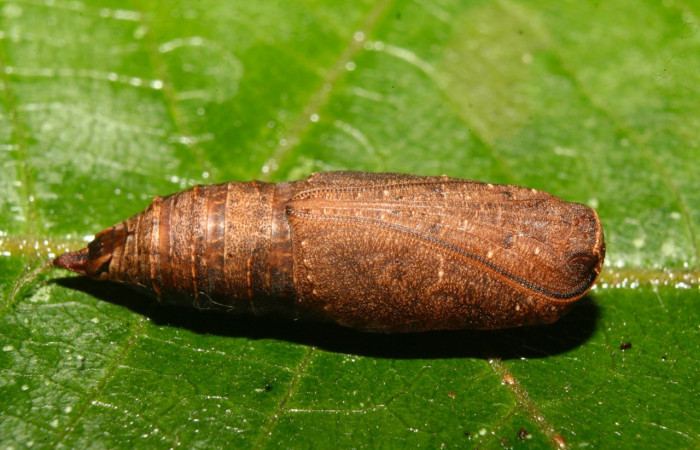 Figura 11. Pupa  <i>Nepheloleuca illiturata</i></i> (Geometridae). Sector Pitilla, Medrano, (elevación 380 metros). 15 febrero 2014. (14-SRNP-70374-DHJ722294.jpg).