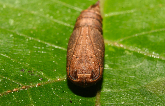 Figura 12. Pupa  <i>Nepheloleuca illiturata</i></i> (Geometridae). Sector Pitilla, Medrano, (elevación 380 metros). 15 febrero 2014. (14-SRNP-70374-DHJ722293.jpg).