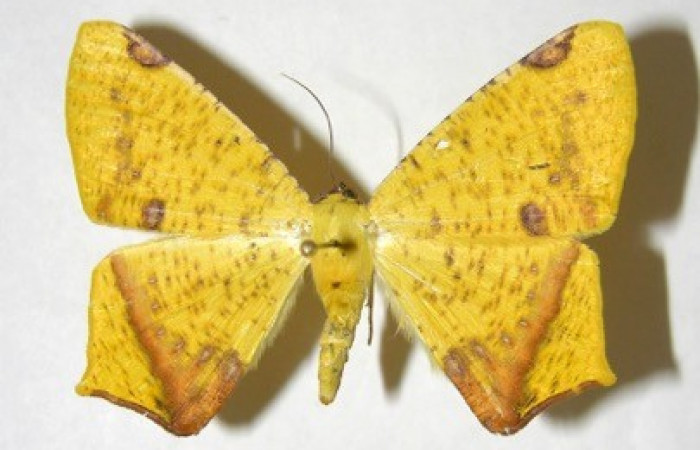 Figura 13. Adulto de <i>Nepheloleuca illiturata</i></i> (Geometridae), posición dorsal. (92-SRNP-5925-DHJ357266).