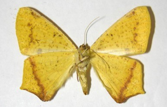 Figura 14. Adulto de <i>Nepheloleuca illiturata</i></i> (Geometridae), posición ventral. (92-SRNP-5925-DHJ357267).