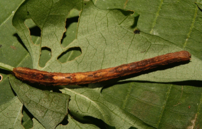 Figura 15. Posición dorsal <i>Nepheloleuca illiturata</i></i> (Geometridae). Sector Pitilla, Medrano, (elevación 380 metros). Colectada 15 febrero 2014. (14-SRNP-70374-DHJ722177.jpg).