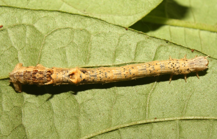 Figura 16. Posición dorsal <i>Nepheloleuca politia</i></i> (Geometridae). Sector Pitilla, Medrano, (elevación 380 metros). Colectada 7 setiembre 2013. (13-SRNP-71535-DHJ703162.jpg).