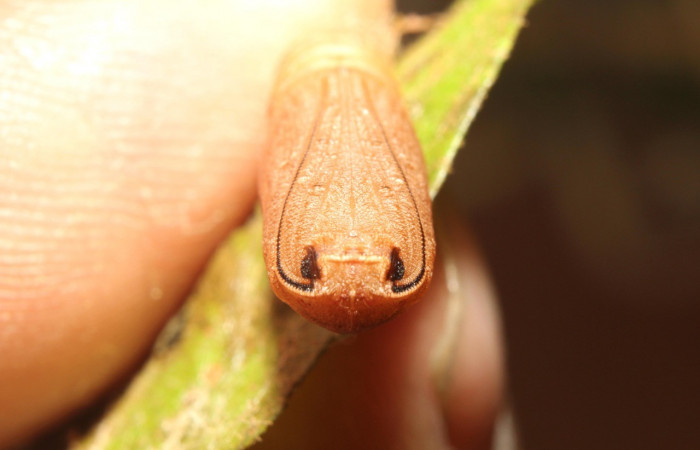 Figura 17. Pupa posición vista de frente  <i>Nepheloleuca politia</i></i> (Geometridae). Sector Pitilla, Pasmompa, (elevación 440 metros). 21 abril 2017. (17-SRNP-71309-DHJ737866.jpg).