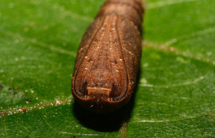 Figura 18. Pupa posición vista de frente  <i>Nepheloleuca illiturata</i></i> (Geometridae). Sector Pitilla, Medrano, (elevación 380 metros). 15 febrero 2014. (14-SRNP-70374-DHJ722290.jpg).