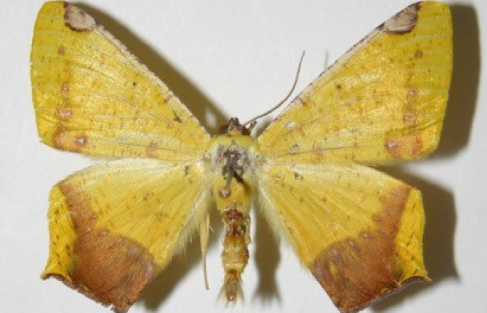 Figura 19. Adulto de <i>Nepheloleuca politia</i></i> (Geometridae), posición dorsal. (01-SRNP-5911-DHJ325798.).