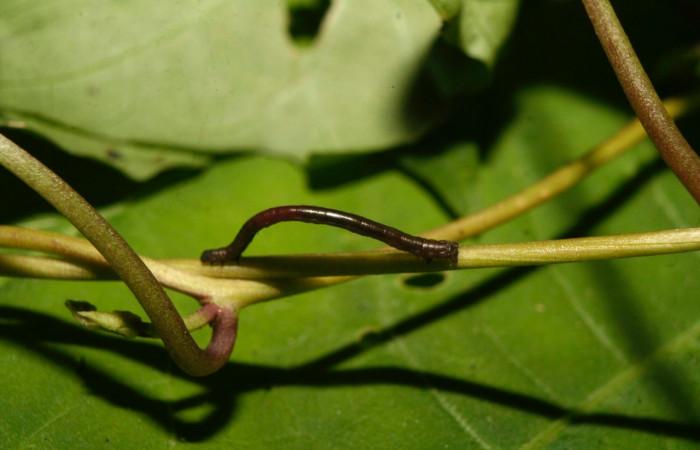 Figura 1. Dorsal entero <i>Nepheloleuca illiturata</i></i> (Geometridae). Sector Pitilla, Medrano, (elevación 380 metros). Colectada 15 febrero 2014. (14-SRNP-70374-DHJ722004.jpg).
