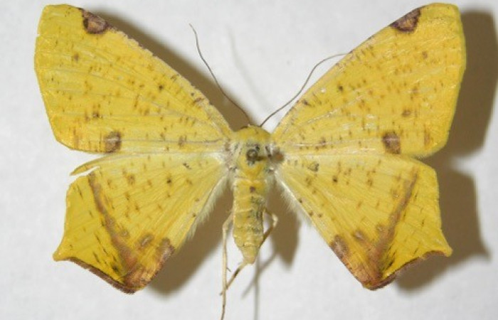 Figura 20. Adulto de <i>Nepheloleuca illiturata</i></i> (Geometridae), posición dorsal. (14-SRNP-70374-DHJ594038).