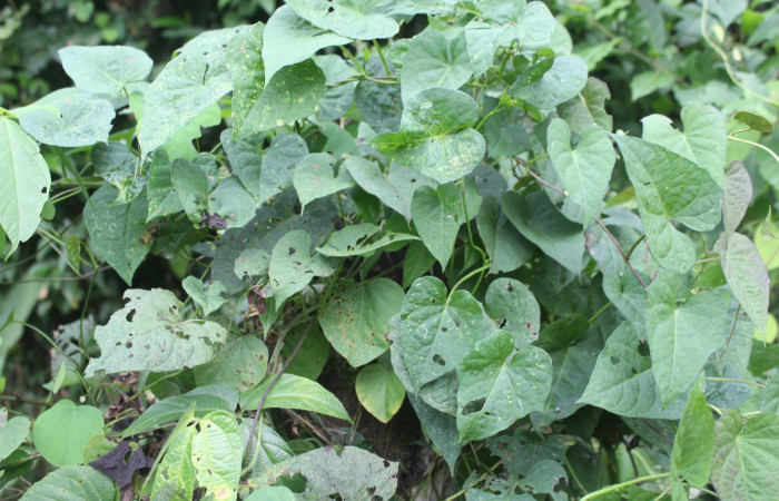 Figura 21. Planta hospedera de larva <i>Nepheloleuca illiturata</i></i> (Geometridae), <i>Ipomoea trifida</i></i>, (Convolvulaceae), posición hojas. Foto Dinia Martinez, 4 octubre 2020.