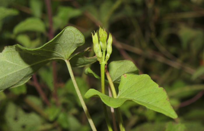 Figura 22. Planta hospedera de larva <i>Nepheloleuca illiturata</i></i> (Geometridae), <i>Ipomoea trifida</i></i>, (Convolvulaceae), botones florales. Foto Dinia Martinez, 4 octubre 2020.